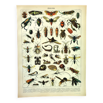 Gravure ancienne 1897 A. Millot - Insectes, entomologie