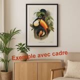 Vintage illustration. J. Gould's Double-collared Araçari – toucan birds