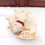 Shellfish