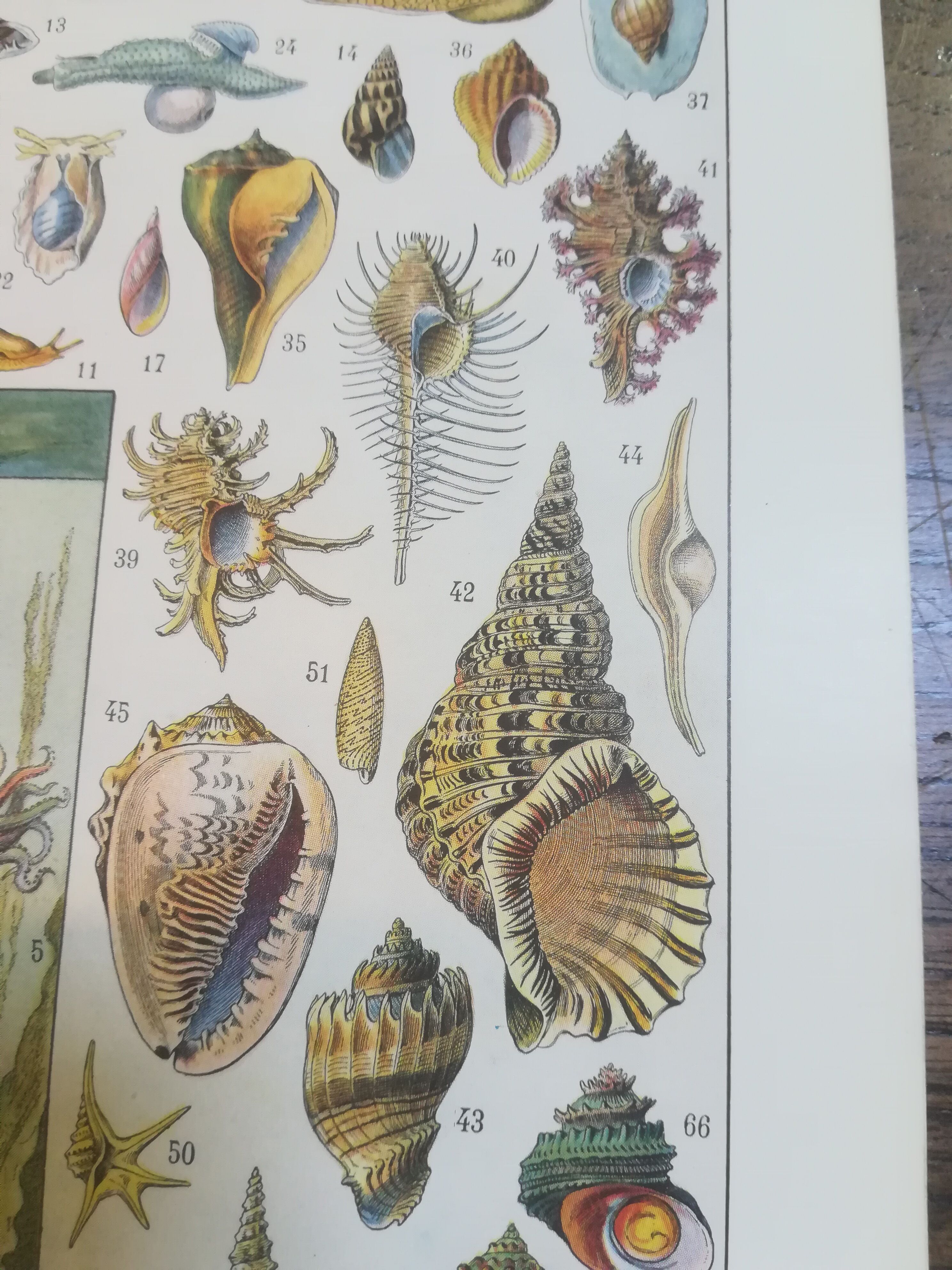 Lithographie sur les coquillages et mollusques de 1928