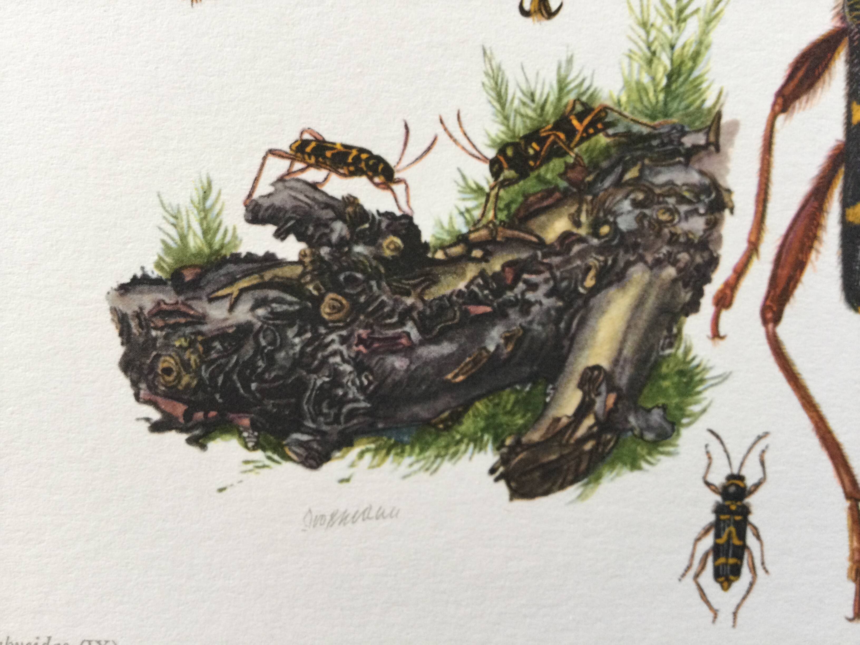 Old illustration "insects", 1960s