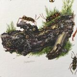 Old illustration "insects", 1960s
