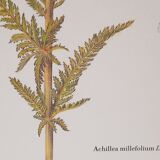 Millefeuille botanical plate