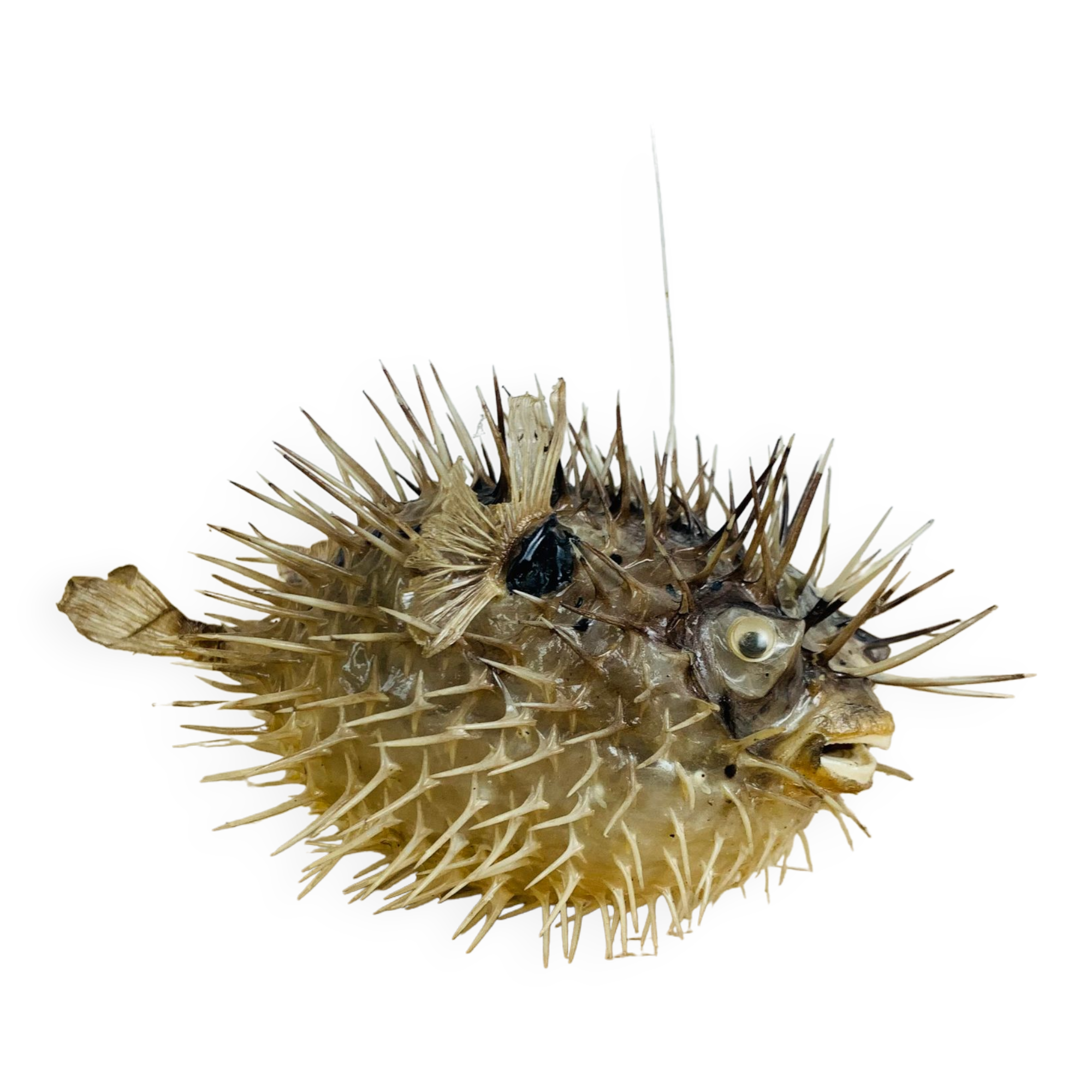 Naturalized diodon puffer fish object of curiosity