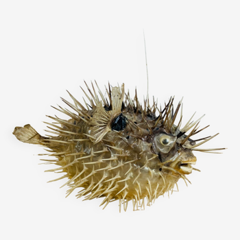 Naturalized diodon puffer fish object of curiosity