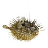 Naturalized diodon puffer fish object of curiosity