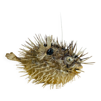 Naturalized diodon puffer fish object of curiosity