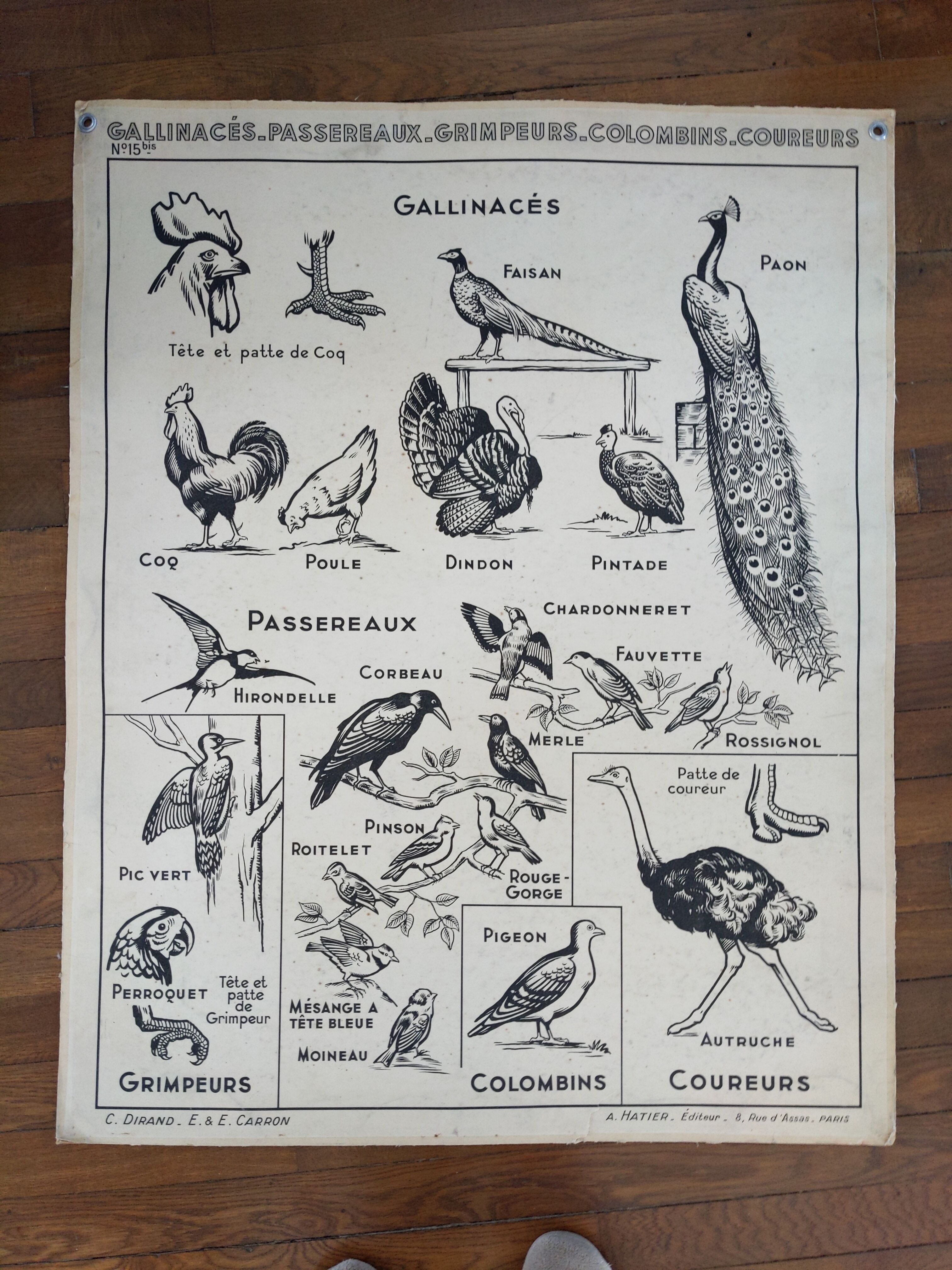 Old vintage educational school poster Hatier birds