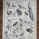 Old vintage educational school poster Hatier birds