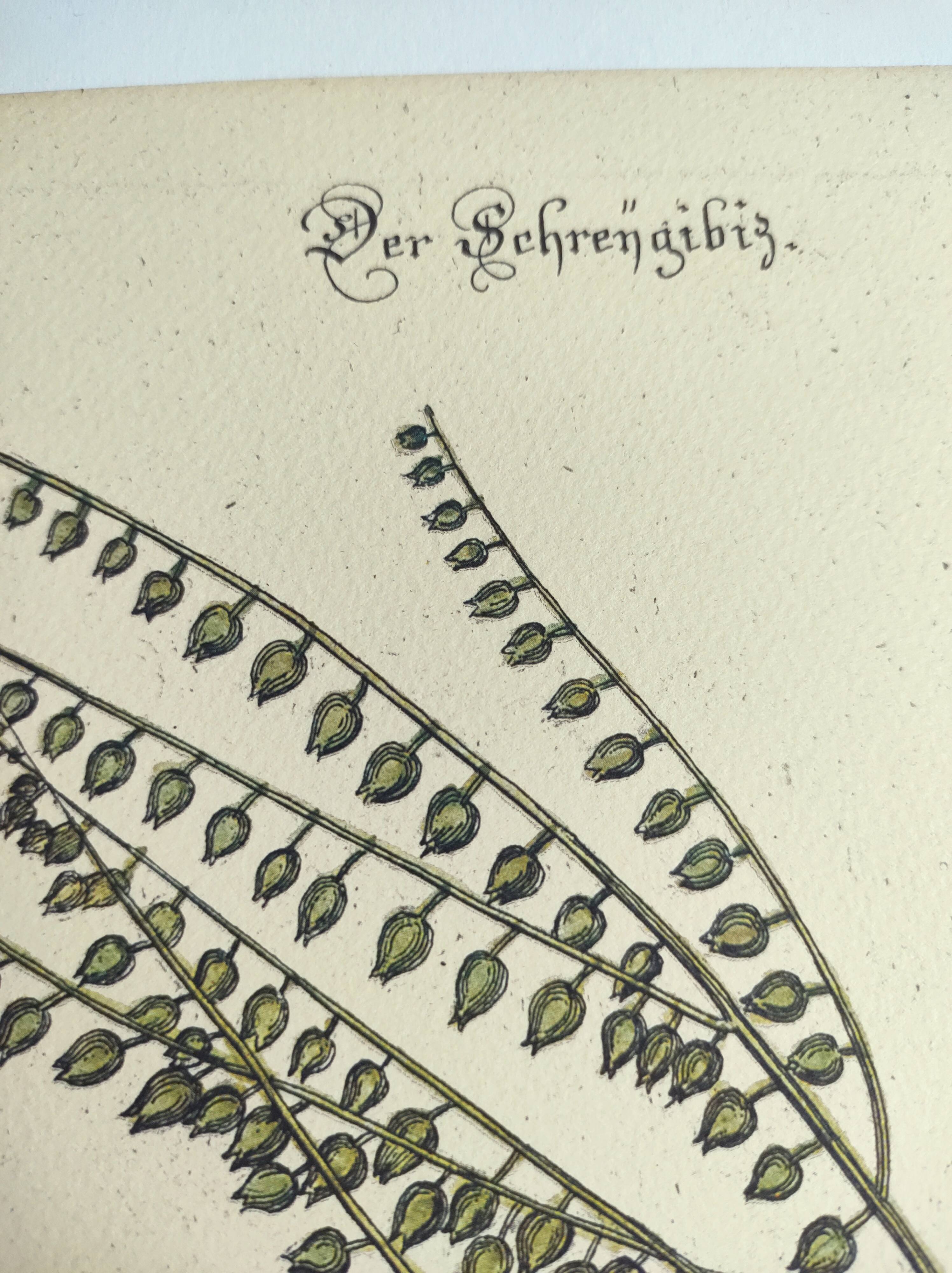 Old bird engraving - Screaming Plover - Zoological plate by Seligmann & Catesby