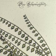 Old bird engraving - Screaming Plover - Zoological plate by Seligmann & Catesby