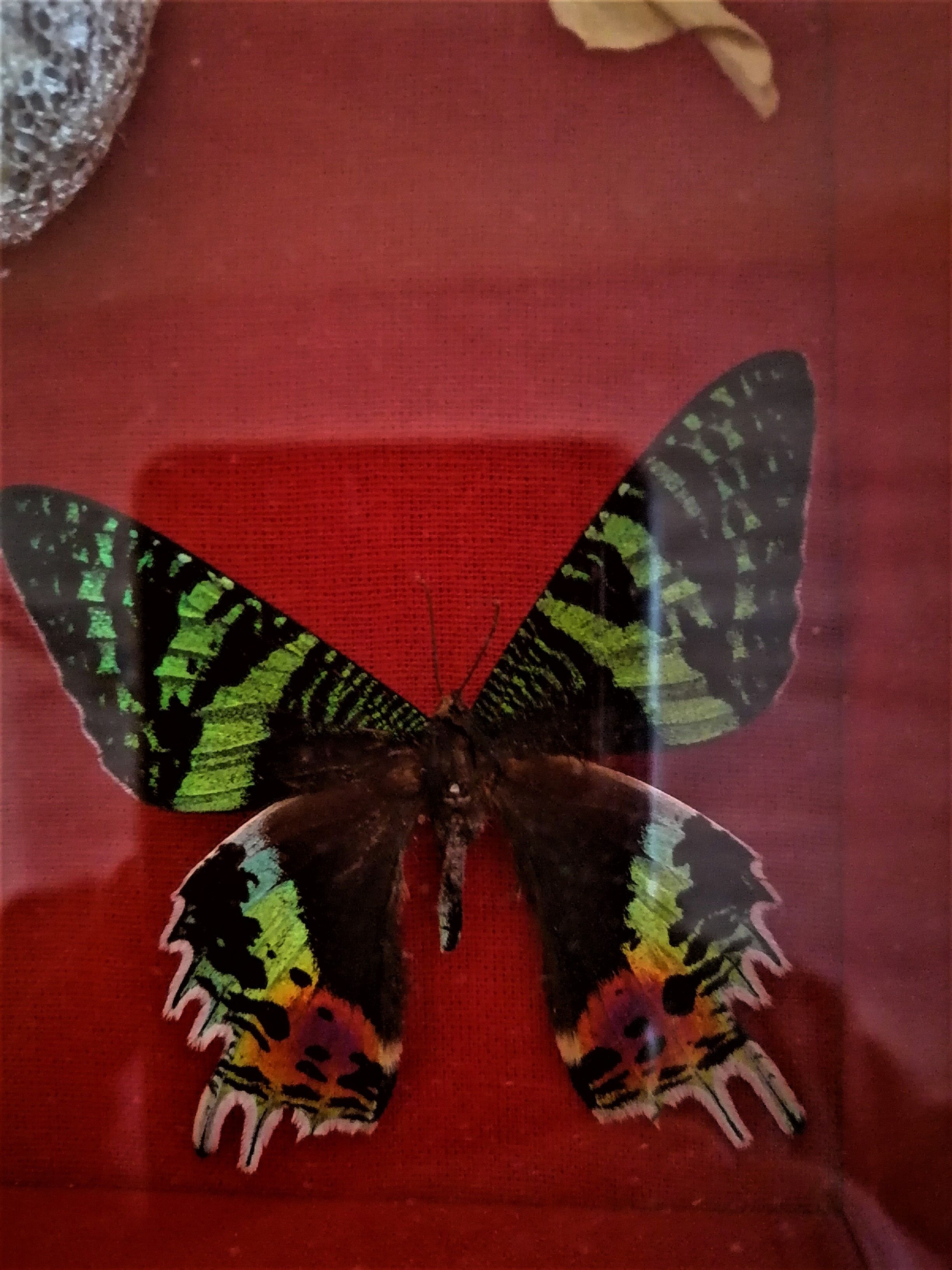 Curiosity, entomology, taxidermy, 9 butterflies