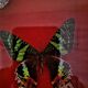 Curiosité, entomologie, taxidermie, 9 papillons