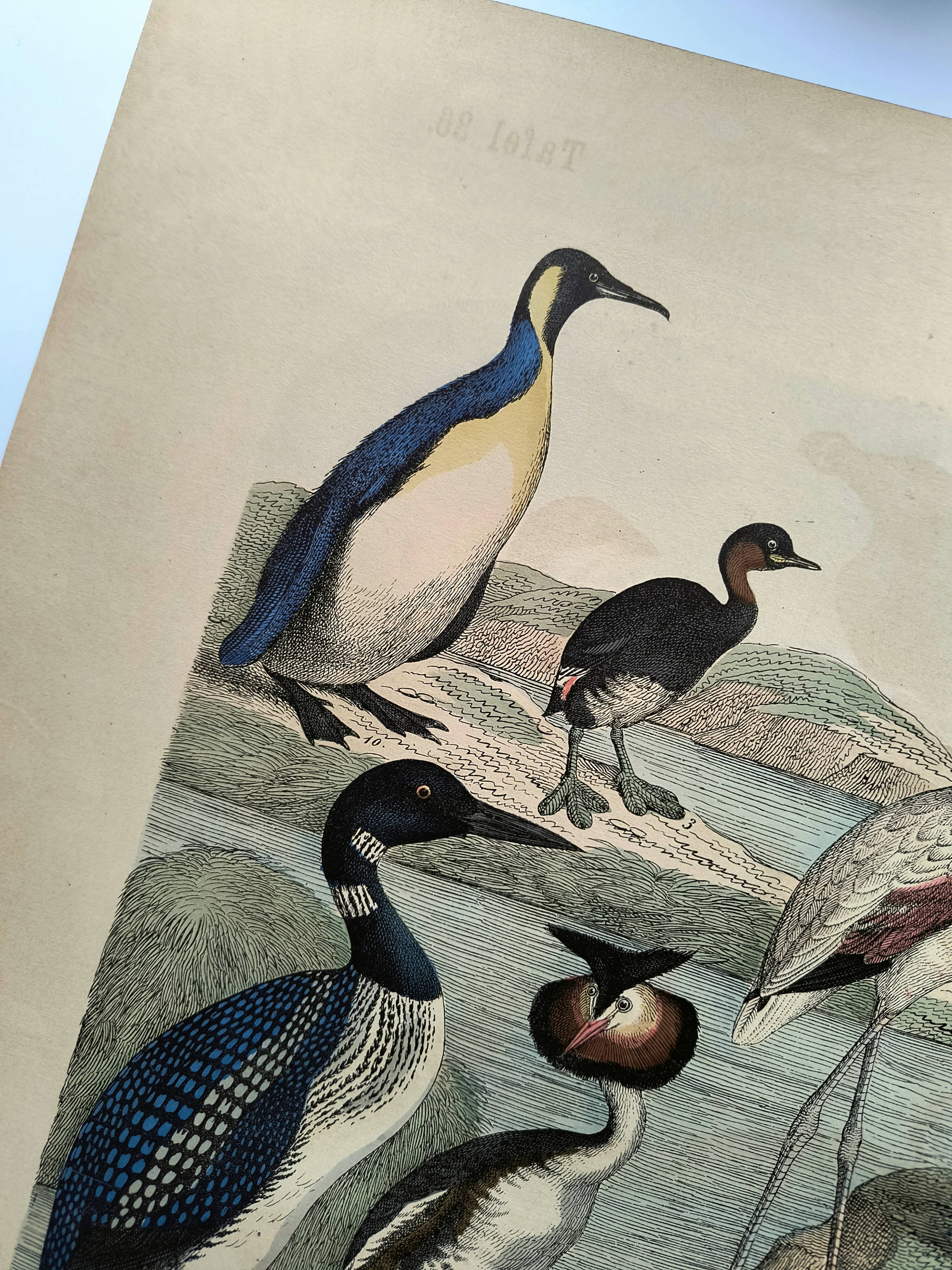 Engraving from 1886. Seabirds. Antique lithograph.