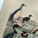 Engraving from 1886. Seabirds. Antique lithograph.