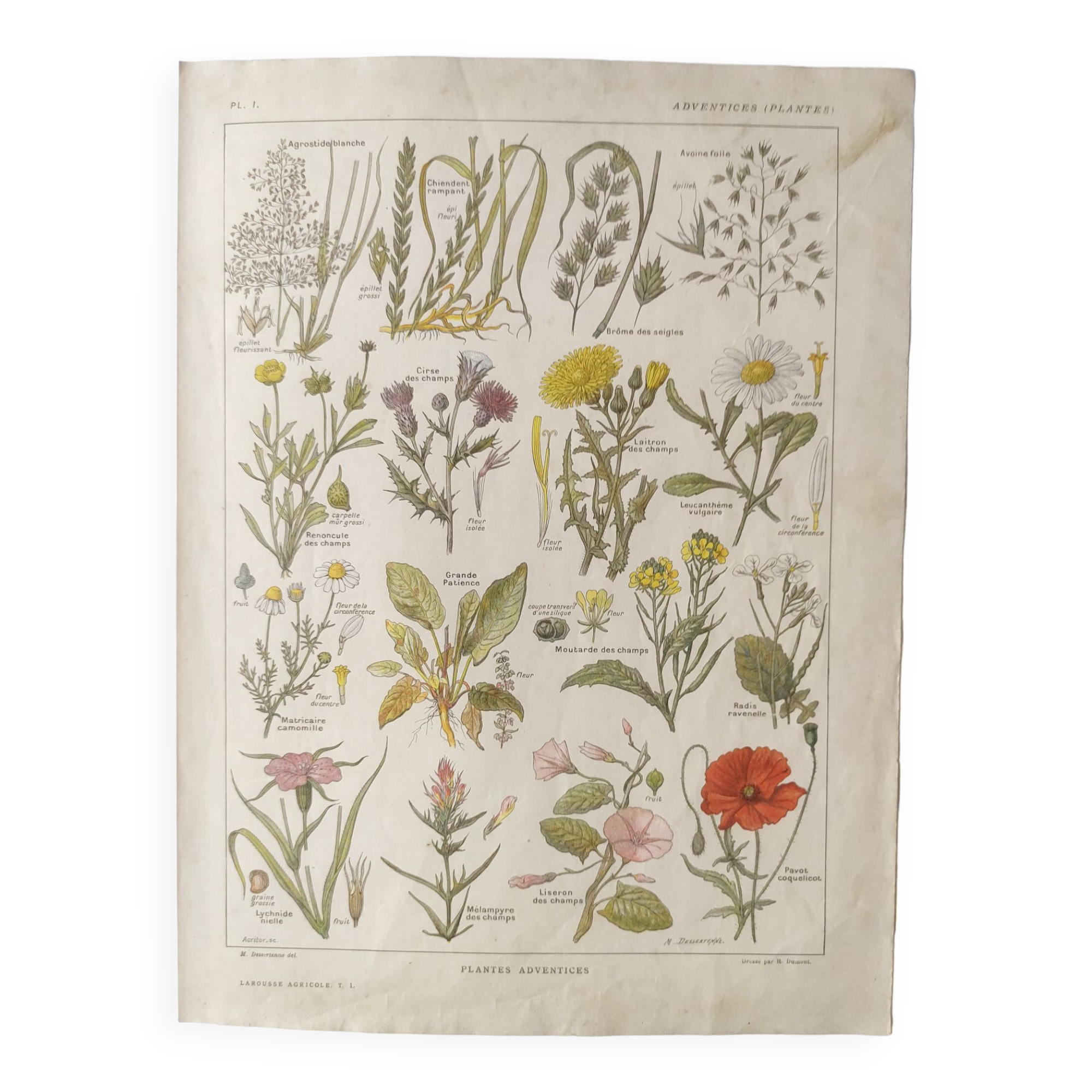 Antique print • Flowers and "bad" herbs • Original poster from 1922