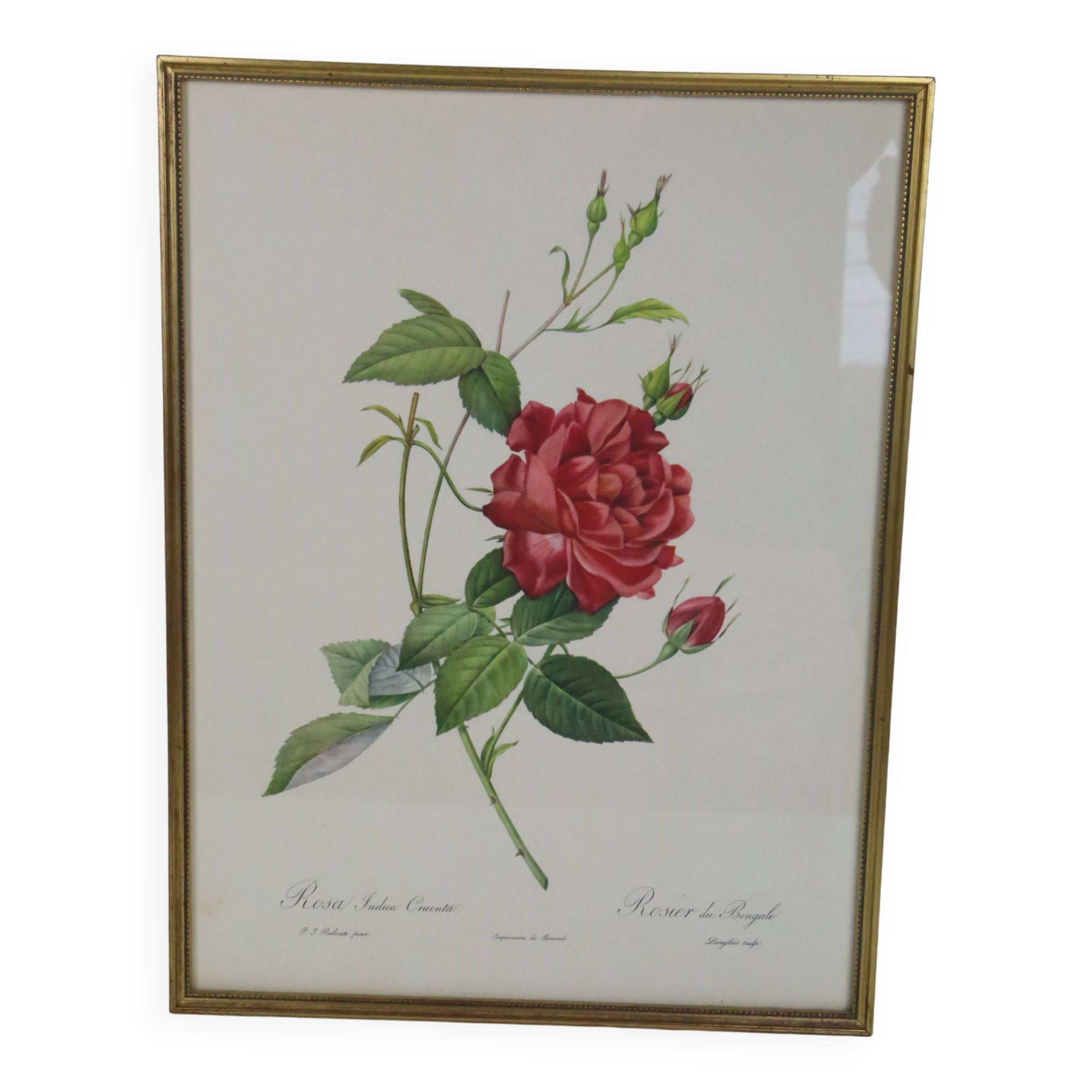 Large framed lithograph by Redouté