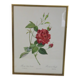 Large framed lithograph by Redouté