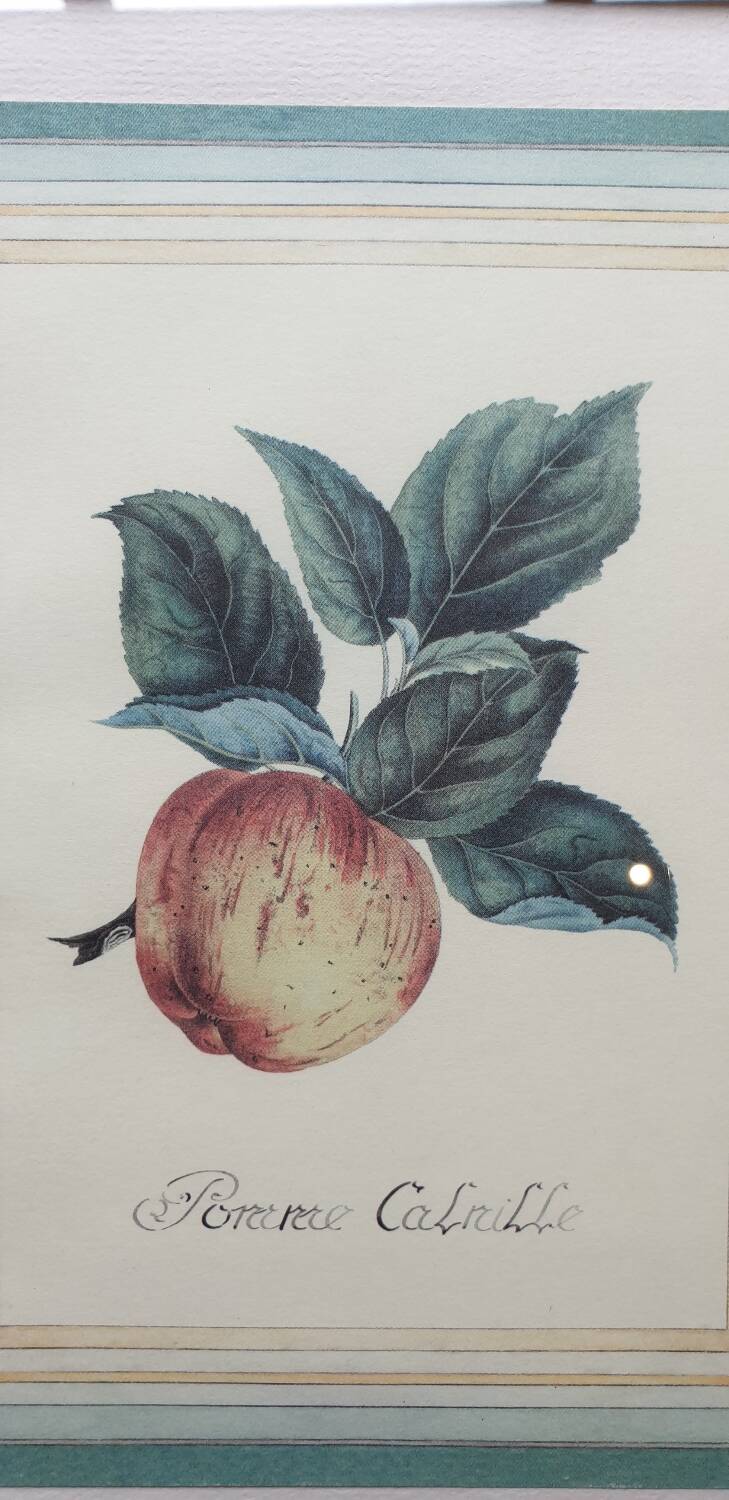 Calville apple botanical board