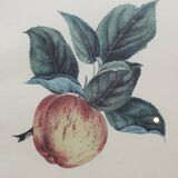 Calville apple botanical board