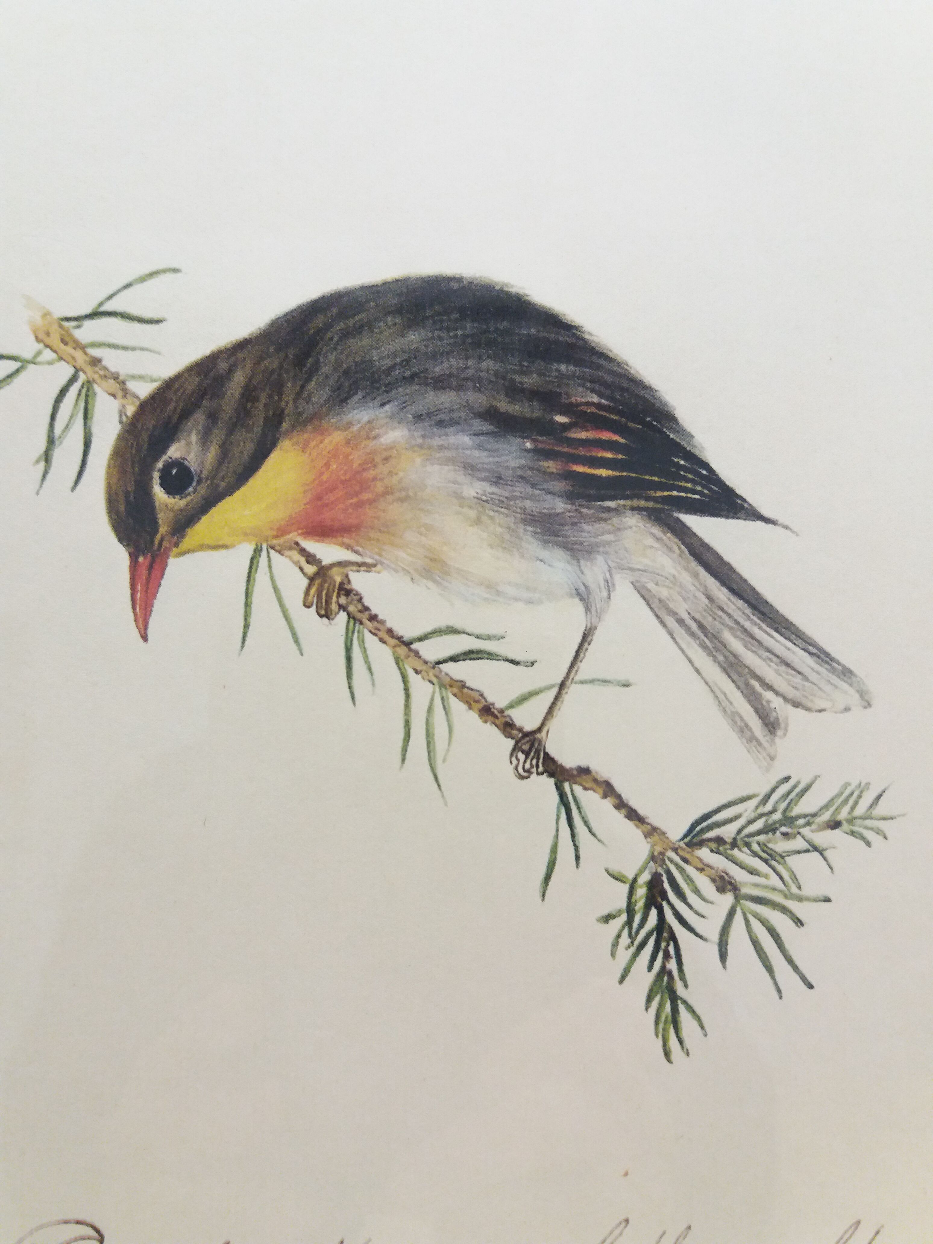Japan Rossignol ornithological board