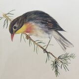 Japan Rossignol ornithological board