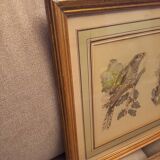Lot 2 aquarelles oiseaux anciennes