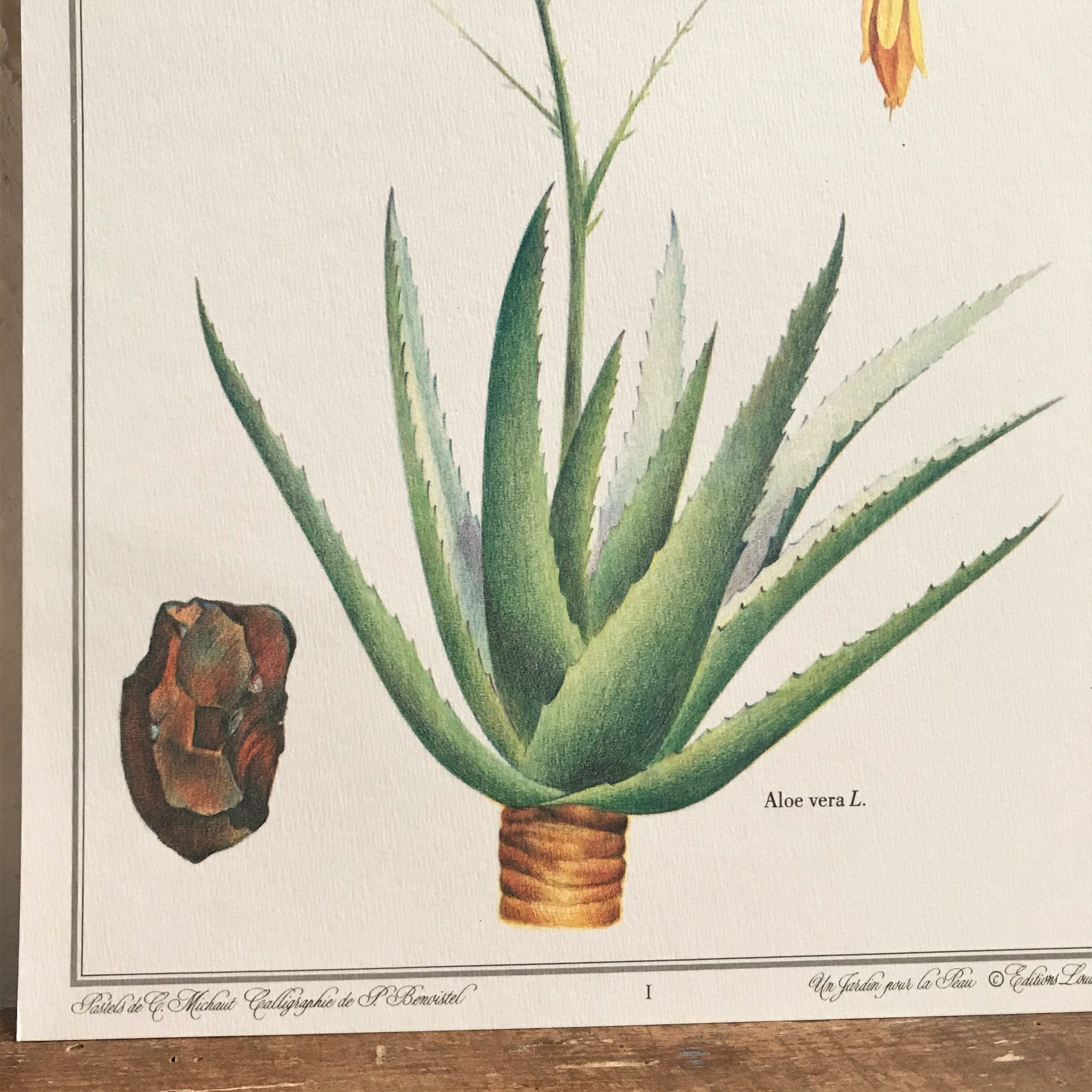 Botanical plank Aloes