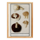 Small poster of an edible mushroom, based on an old engraving