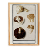 Affiche sur un champignon comestible, d’après une gravure ancienne