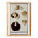 Small poster of an edible mushroom, based on an old engraving