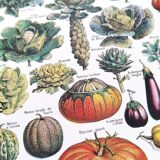 Poster about vegetables, based on a 1922 lithograph