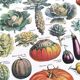Poster on vegetables, based on a lithograph from 1922.