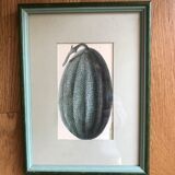 Lot of 6 old vegetable images