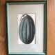 Lot of 6 old vegetable images