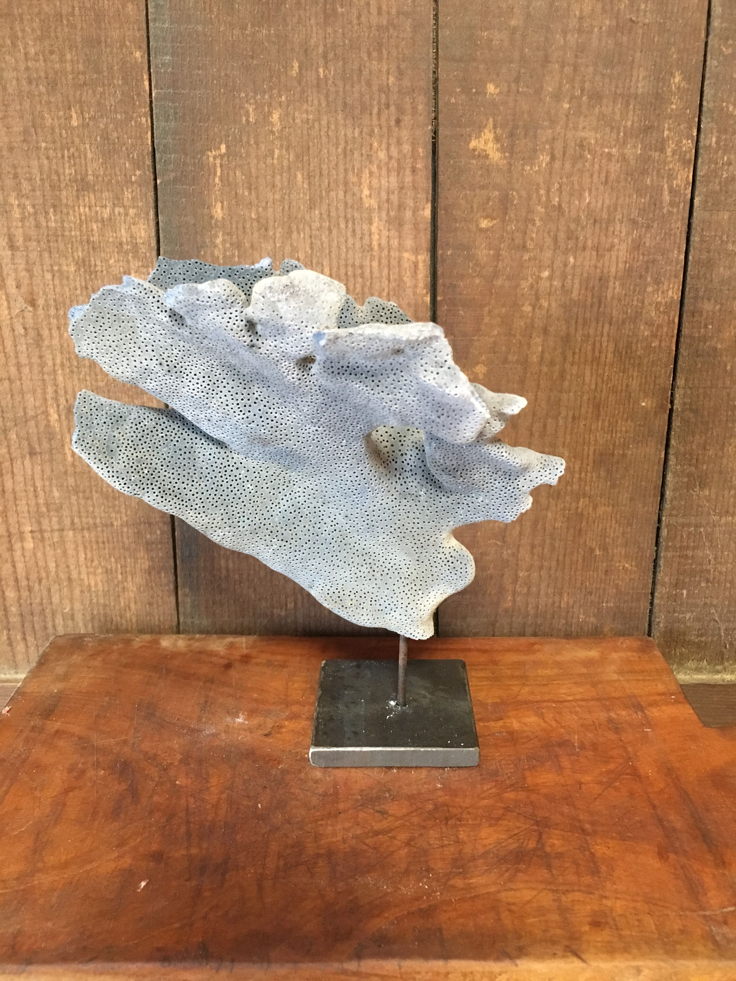 Coral on plinth