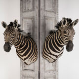 Zebra Taxidermy Set