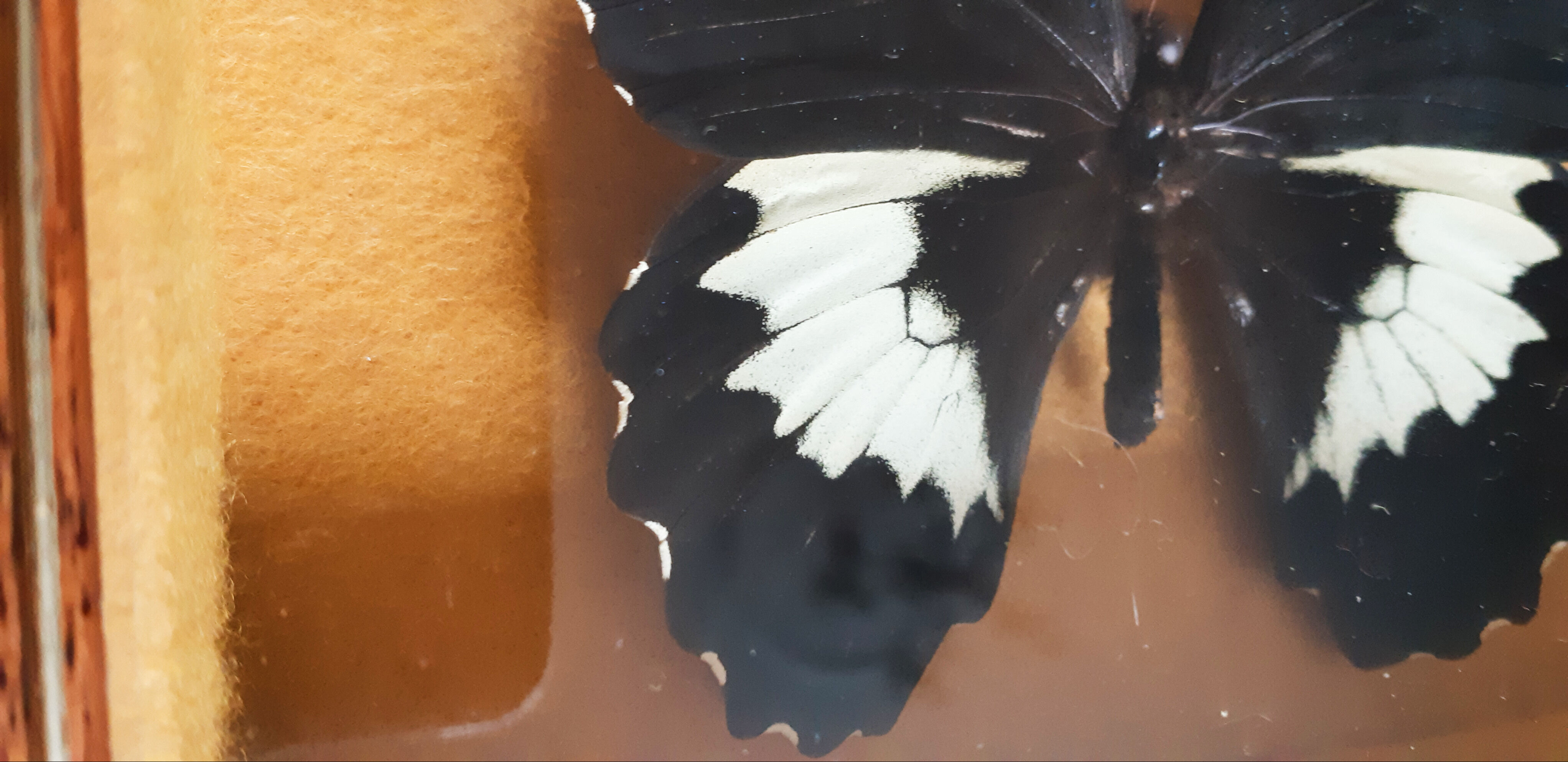 Naturalized butterfly Gambrisius under glass