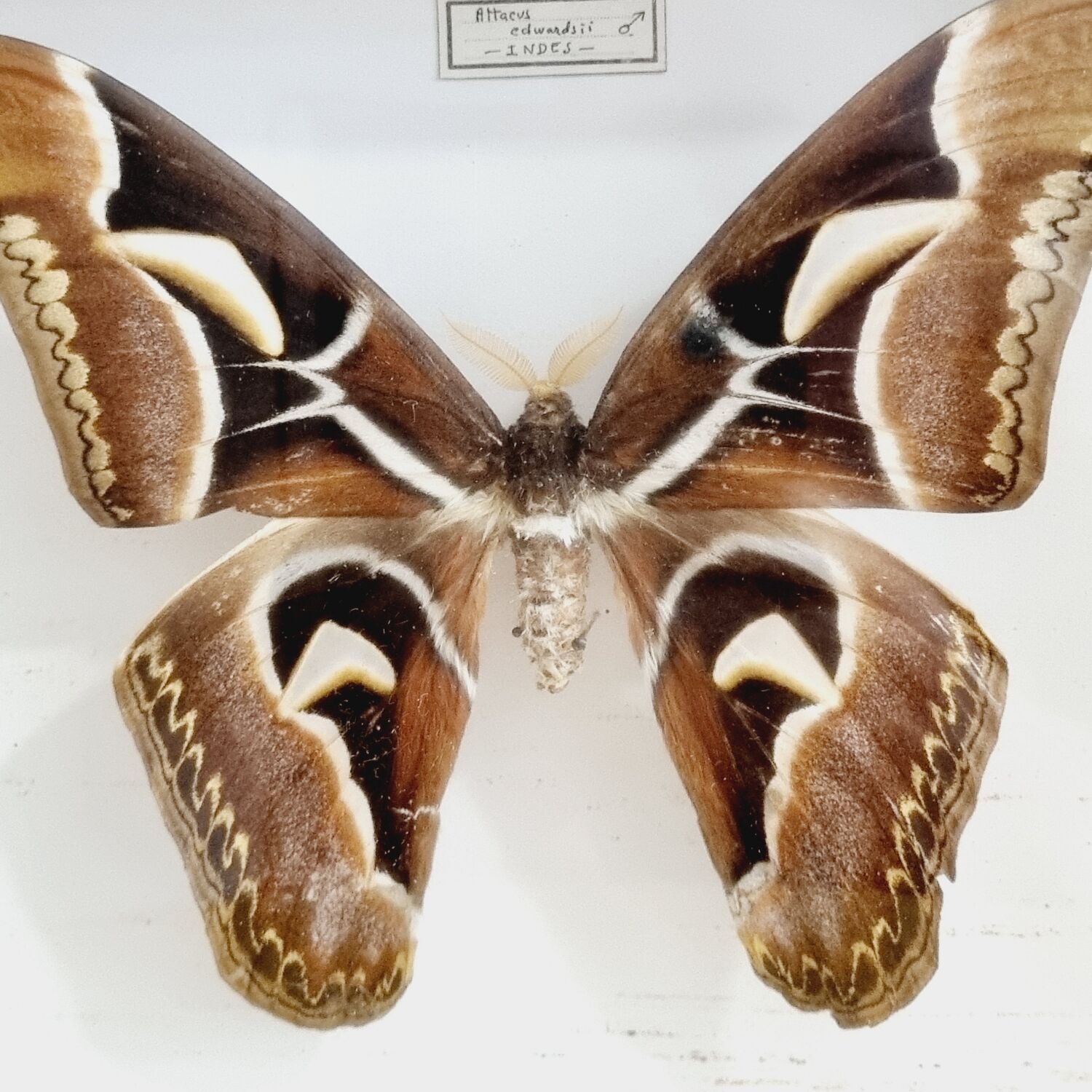 Naturalized butterfly framed attacus male indies