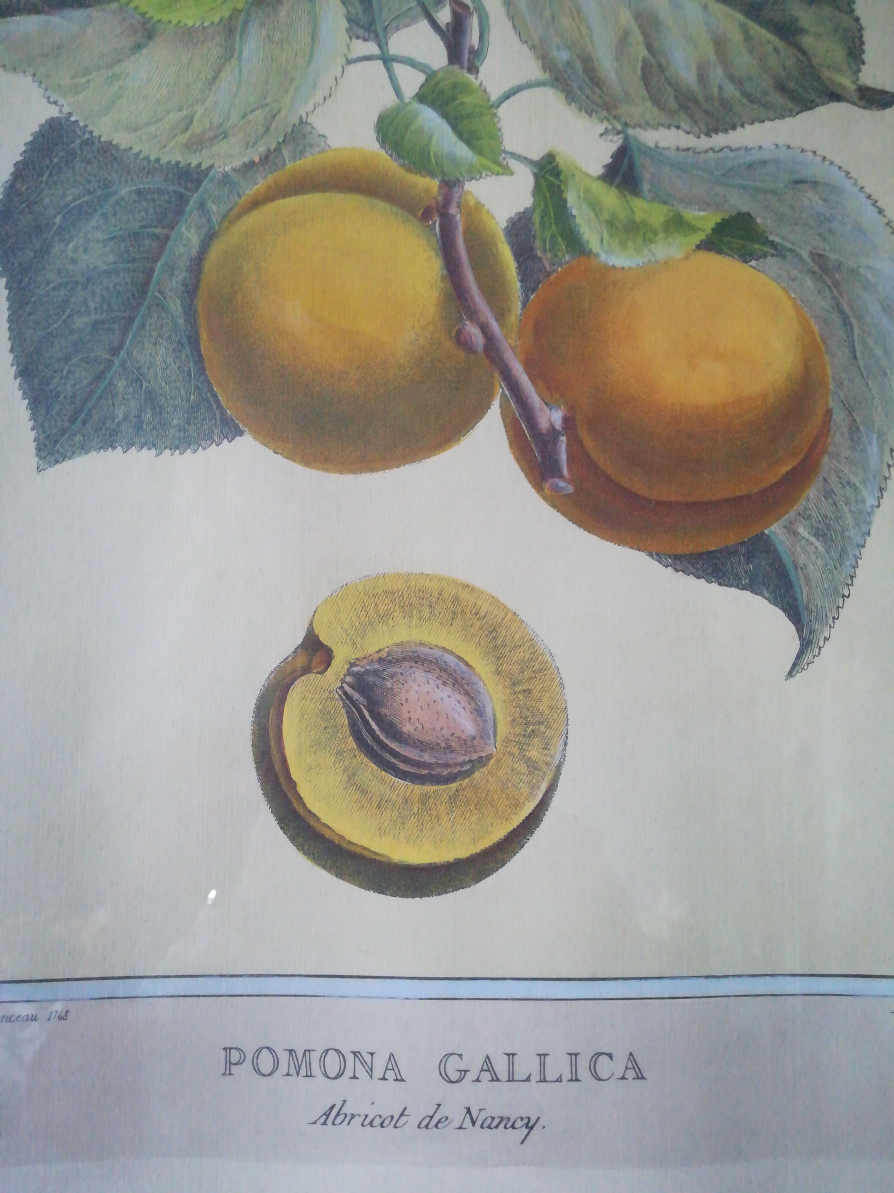 Framed botanical poster