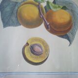 Framed botanical poster