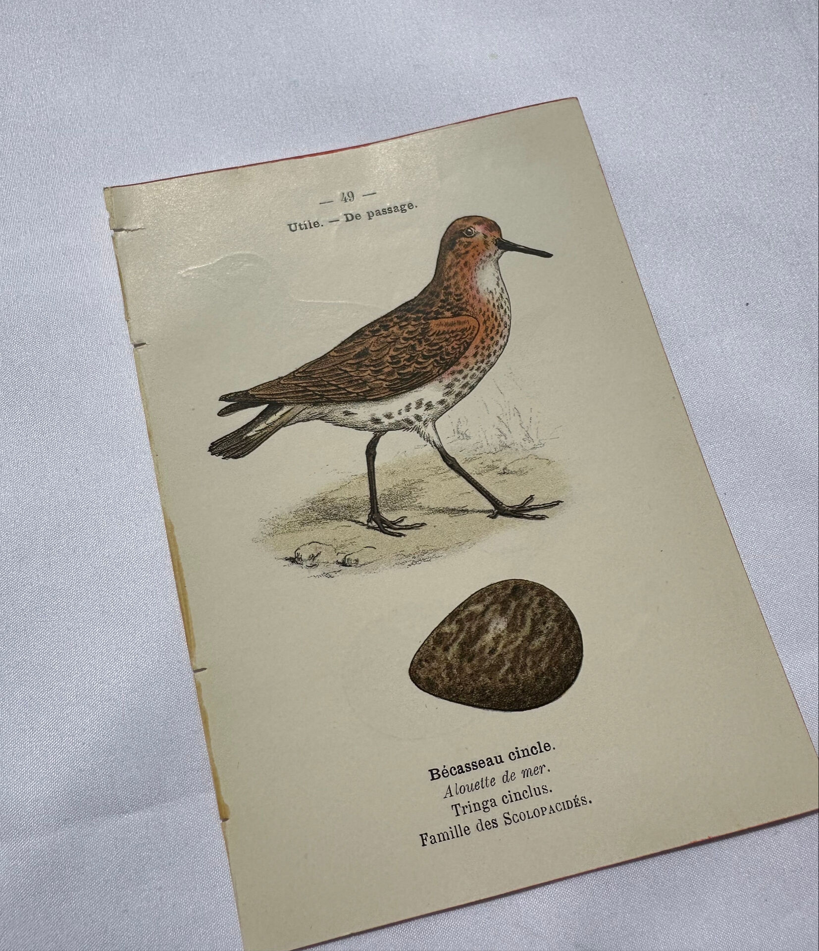 Planche Botanique Gravure oiseaux naturaliste  19eme recto verso  A
