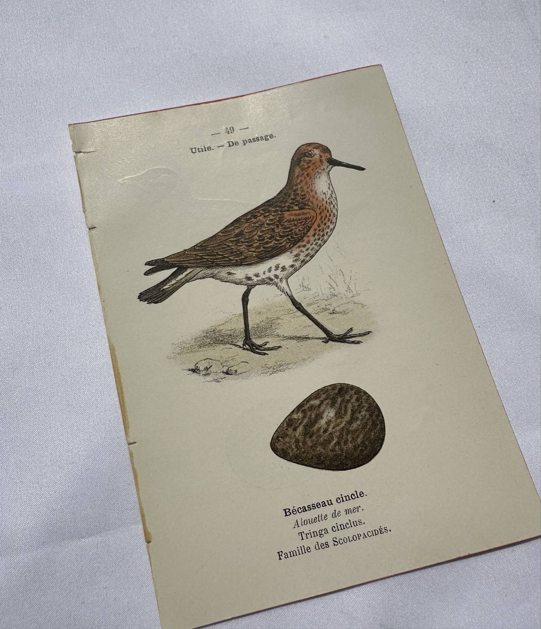 Botanical Plate Engraving of Birds, Naturalist, 19th Century, Double-sided A