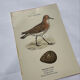 Planche Botanique Gravure oiseaux naturaliste  19eme recto verso  A