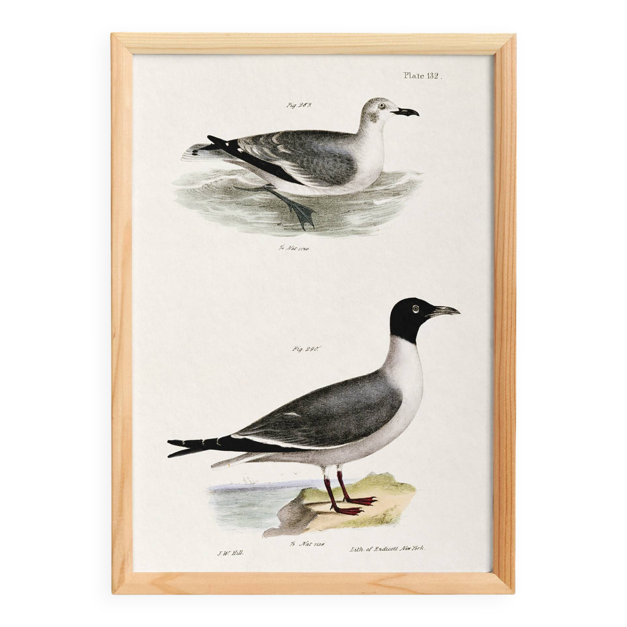Poster about the Laughing Gull, after an old lithograph from 1842.