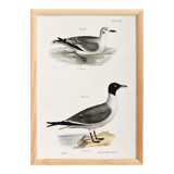 Poster about the Laughing Gull, after an old lithograph from 1842.