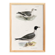 Poster about the Laughing Gull, after an old lithograph from 1842.