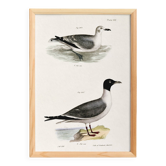 Affiche sur la Mouette rieuse, d’après une lithographie ancienne de 1842.