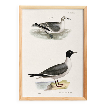 Poster about the Laughing Gull, after an old lithograph from 1842.