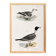 Poster about the Laughing Gull, after an old lithograph from 1842.